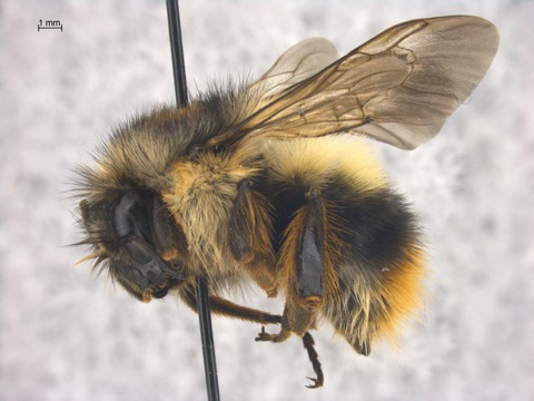 Bombus mixtus